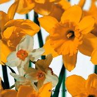 Serviette Daffodil