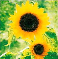 Serviette Sunflowers