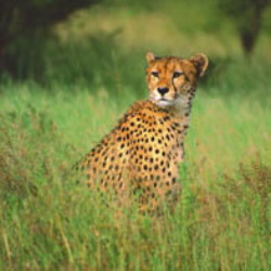 Serviette Cheetah