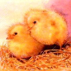 Serviette Two Chicks