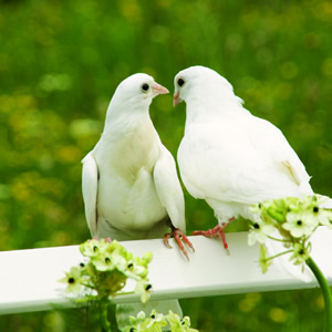 Serviette Wedding Doves (Taubenpaar)