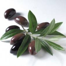 Serviette Pure Olives
